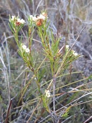 Diosma parvula