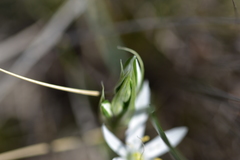 Ornithogalum pyramidale