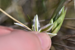 Ornithogalum pyramidale