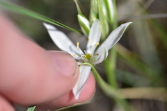Ornithogalum pyramidale