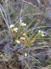 Diosma parvula