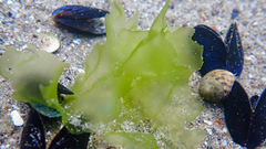 Ulva rigida