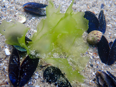 Ulva rigida