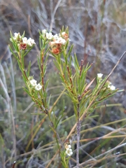 Diosma parvula