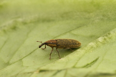 Lixus filiformis