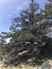 Juniperus occidentalis