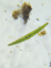 Closterium moniliferum
