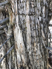 Juniperus occidentalis