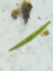 Closterium moniliferum