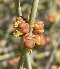 Ephedra californica