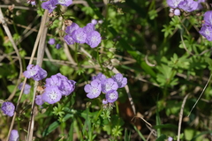 Phacelia hirsuta