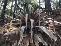 Agave atrovirens
