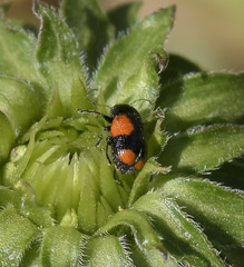 Cryptocephalus quadruplex