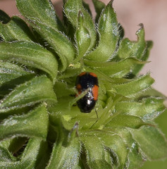 Cryptocephalus quadruplex