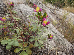Lupinus stiversii