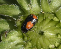 Cryptocephalus quadruplex