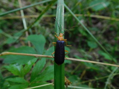 Podabrus fayi
