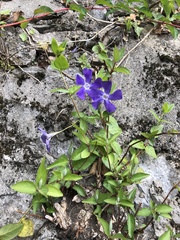Vinca major