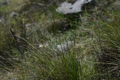 Helictotrichon convolutum