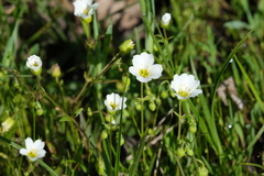 Mononeuria nuttallii