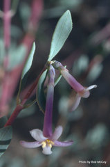 Symphoricarpos longiflorus