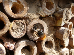 Osmia cornuta
