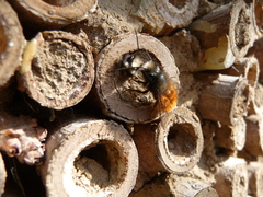 Osmia cornuta