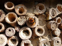 Osmia cornuta