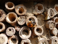 Osmia cornuta