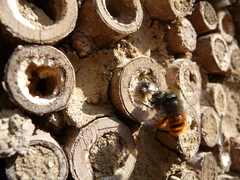 Osmia cornuta