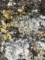 Squamarina concrescens