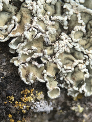 Squamarina concrescens