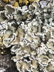 Squamarina concrescens