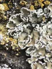 Squamarina concrescens