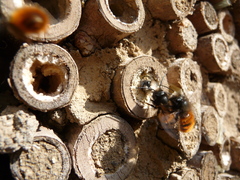 Osmia cornuta