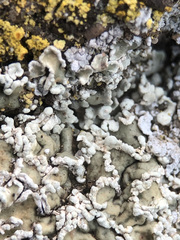 Squamarina concrescens