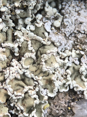 Squamarina concrescens