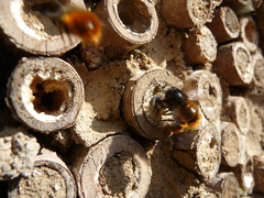 Osmia cornuta