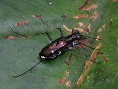 Oxygonia