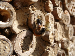 Osmia cornuta