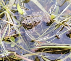 Pelodytes atlanticus