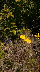 Erysimum capitatum angustatum