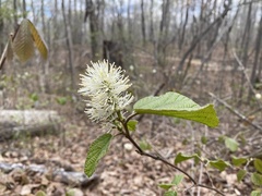 Fothergilla major