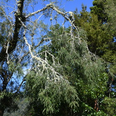 Sophora microphylla microphylla