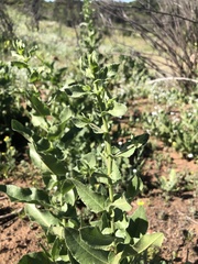 Acourtia microcephala