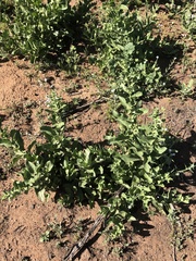 Acourtia microcephala