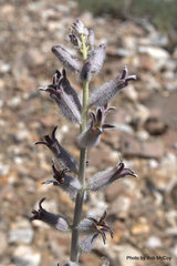 Caulanthus crassicaulis