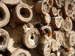 Osmia cornuta