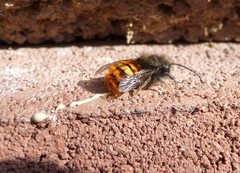 Osmia cornuta