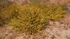 Acmispon glaber